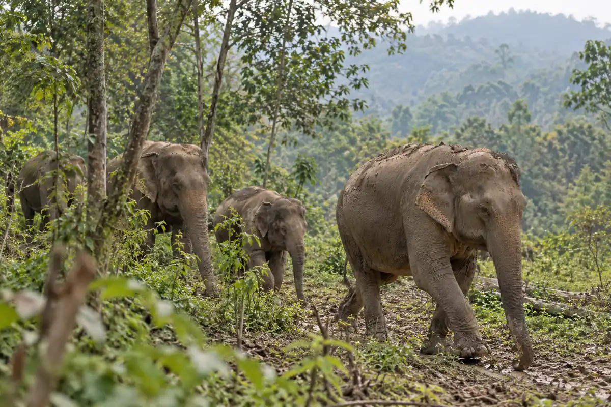 Éléphants dans un sanctuaire éthique près de Chiang Mai